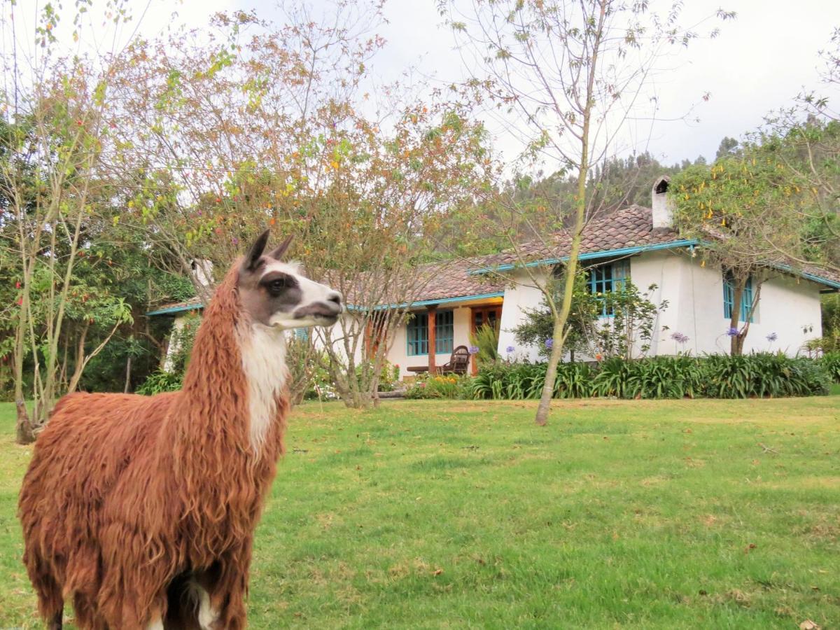Las Palmeras Inn Otavalo Esterno foto